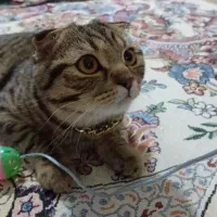 گربه میکس اسکاتیش و بریتیش|گربه|اسلامشهر, مطهری|دیوار