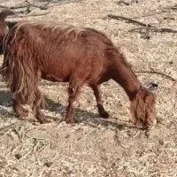 بز اسرائیلی اصل|حیوانات مزرعه|زرقان, |دیوار