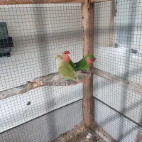 طوطی کوتوله