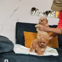 توله مینیاتور پودل ابریکات نقد و اقساط|سگ|تهران, وردآورد|دیوار