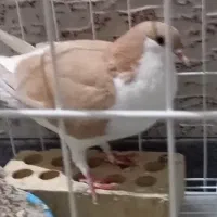 کفتر دوبالی زرد