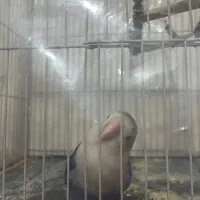 عروس کوتوله