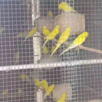 مرغ عشق هلندی|پرنده|بندر کنگان, |دیوار