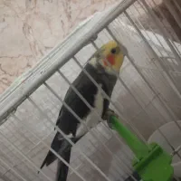 پرنده|پرنده|قلندر آباد, |دیوار