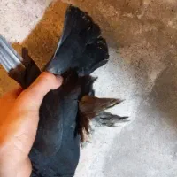 کبوتر|پرنده|تبریز, |دیوار