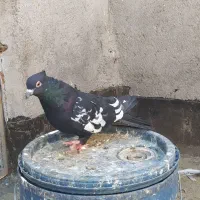 طرح فرش کبوتر|فرش|مشهد, مقصود آباد|دیوار