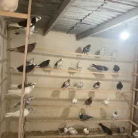 کبوتر پرشی