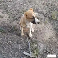 سگ گمشده