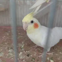 عروس هلندی|پرنده|قم, نیروگاه|دیوار