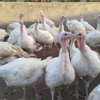 بوقلمون 8تا 12کیلو|حیوانات مزرعه|مشهد, پنجتن|دیوار