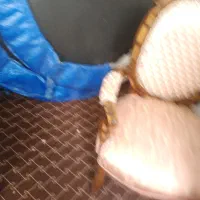 تردمیل و ترامپولی