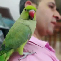 طوطی ملنگو نر گمشده|حیوانات|تهران, جوادیه|دیوار