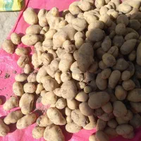 سیب زمینی آگریا