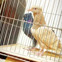 ۵تا دم سفید عتیقه کمر بالا پاک پاک بشرط همه چی|پرنده|اصفهان, شمس آباد|دیوار