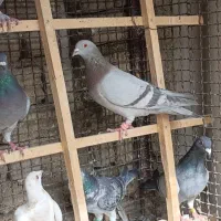 کفتر پلاکی مسافتی شهرستانی آلمانی پرشی