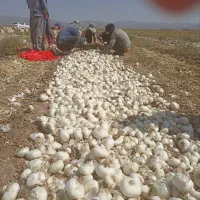 پیاز سفید محلی درجه 1|خوردنی و آشامیدنی|تربتحیدریه, کلاته توکلی|دیوار