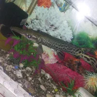 معاوضه با قناری یا سهره