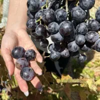 فروش نهال با ارقام های درجه 1|خدمات باغبانی و درختکاری|آذرشهر, |دیوار