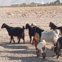 بز داشتی|حیوانات مزرعه|کوار, |دیوار