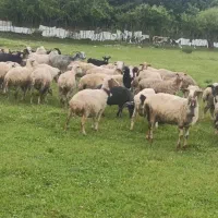 گوسفند زنده