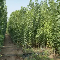 مقاوم به سرما و یخ‌زدگی