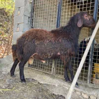 شیشک قوچ همو ( ژن  چند قلوزا )