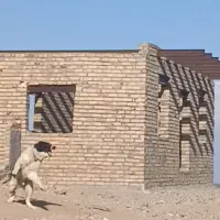 نر قهدریجانی