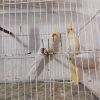 عروس هلندی لوتینو جفت بالوازم کامل