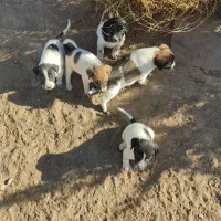 توله سگ نر و ماده فروش فوری|سگ|تربتحیدریه, حاجی یار|دیوار