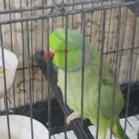 ملنگو سخنگو