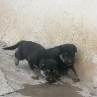 سگ ژرمن|سگ|مسجد سلیمان, |دیوار