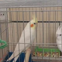 جفت عروس هلندی