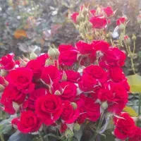 استخدام نیروی کار در گلخانه