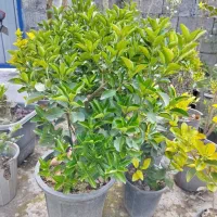 زمین برای اجاره گلخانه