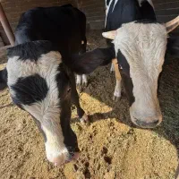 گوساله نر|حیوانات مزرعه|دهگلان, |دیوار