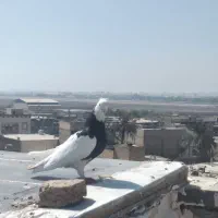 طوقی|پرنده|اهواز, کوی شایسته|دیوار