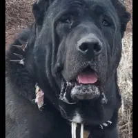 واگذاری سگ قزوجونی