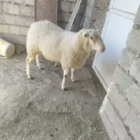 فروش گوسفند رومن فرانسوی|حیوانات مزرعه|دهگلان, |دیوار