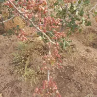 باغ-هزارمتری-سند-تکبرگ