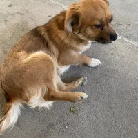 سک پاکوتاه ماده