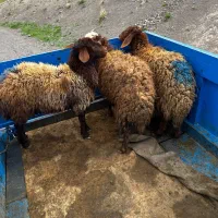 فروش گوسفند تخمی