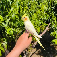 قبول واگذاری رایگان