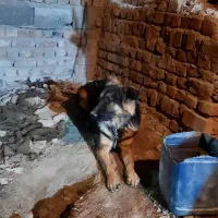 سگ ژرمن شپرد|سگ|خاش, |دیوار