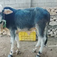گاو نر|حیوانات مزرعه|قشم, |دیوار