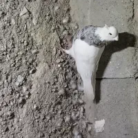 طوق الماسی ماده|پرنده|دهدشت, |دیوار