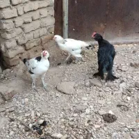 سلام مرغ و بوقلمون ب فروش می‌رسد|حیوانات مزرعه|مشهد, خرم آباد|دیوار