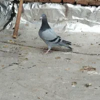 پلاکی بالا یامان