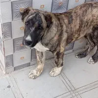 توله سگ دوماهه|سگ|کاشمر, |دیوار