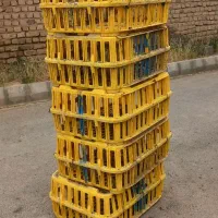 قعس مرغی