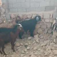 ۵بز‌آبستن‌با‌یک‌ساورین